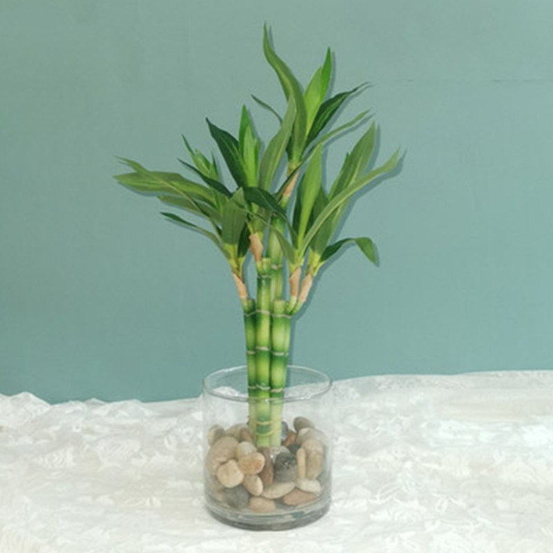 Desk Setup Green - New 40cm Artificial Lucky Bamboo Succulent
